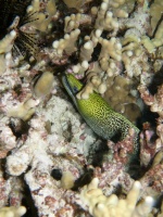 105 Undulated Moray IMG 2482